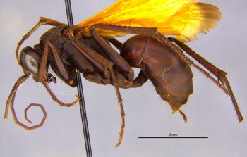 Media type: image;   Entomology 17035 Aspect: habitus lateral view